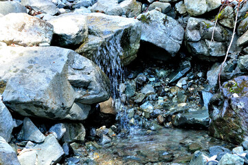 丹沢山地の沢 中津川の支流 寄コシバ沢