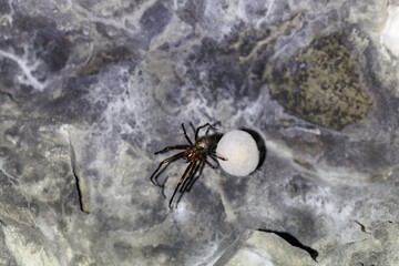 European cave spider, Meta menardi, with a cocoon