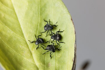 Nymphs of brown marmorated stink bugs, Halyomorpha halys