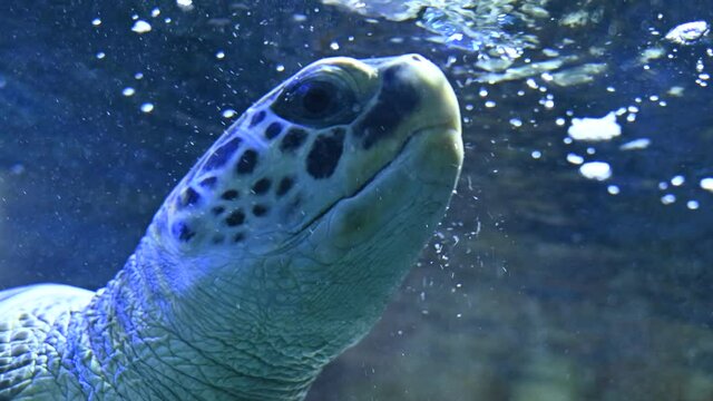 green sea turtle