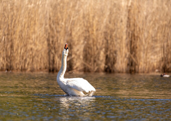 A mute swan (Cygnus olor) swims on a small pond in southern Germany