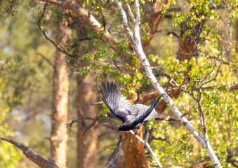 A carrion crow (Corvus corone) flies over a small pond in southern Germany