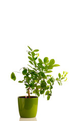 green tangerine tree in self watering planter pot, isolated on white