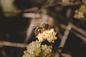 Bee collects nectar from a flower, photo close-up