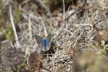 An Idas blue butterfly, Plebejus idas