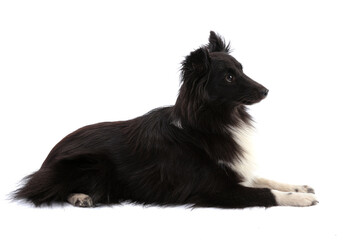 Black and white Shetland Sheepdog lying