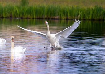 Mute swan in a bird sanctuary in southern Germany.
