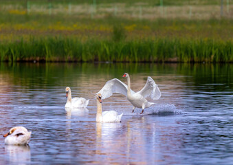Mute swan in a bird sanctuary in southern Germany.