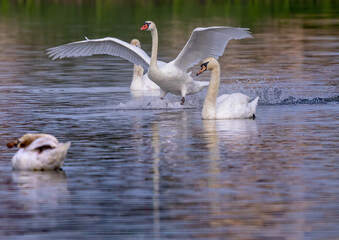 Mute swan in a bird sanctuary in southern Germany.
