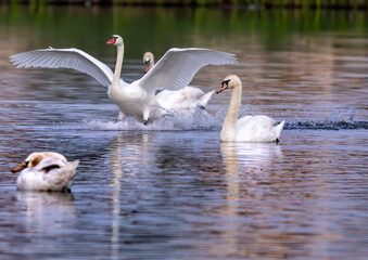 Mute swan in a bird sanctuary in southern Germany.