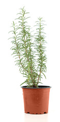 Young rosemary plant in a pot