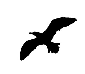 seagull silhouette on the white