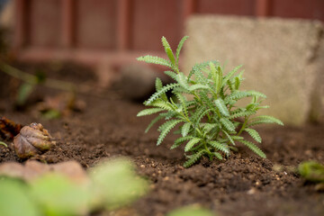 Plant just planted - working in the home garden - Agriculture and vegetable growing - freshly planted in organic soil, planting process