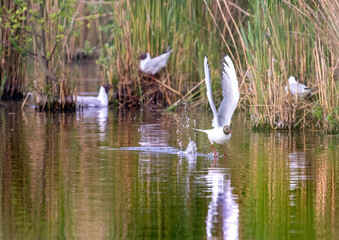 Black-headed gull in a bird sanctuary in southern Germany