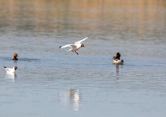 Black-headed gull in a bird sanctuary in southern Germany