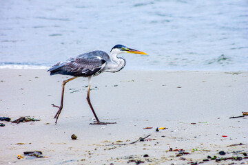 great blue heron