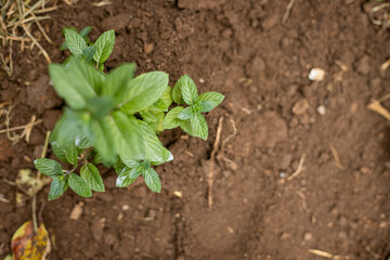 Freshly planted peppermint plant - working in the home garden - Agriculture and vegetable growing - Freshly planted peppermint in organic soil, planting process - top view