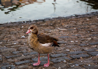 Egyptian goose on the Moselle in the town of Wasserbillig on the border between Luxembourg and Germany
