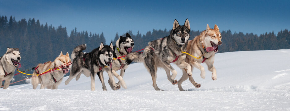 sportive dogs in the snow