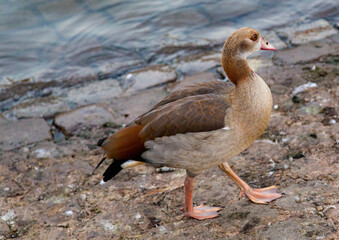 Egyptian goose on the Moselle in the town of Wasserbillig on the border between Luxembourg and Germany