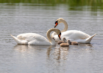 Mute swan in a bird sanctuary in southern Germany.