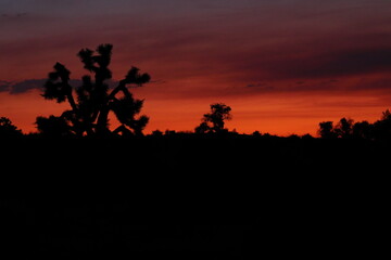 Fototapeta na wymiar Silhouette of joshua tree during sunset in the desert