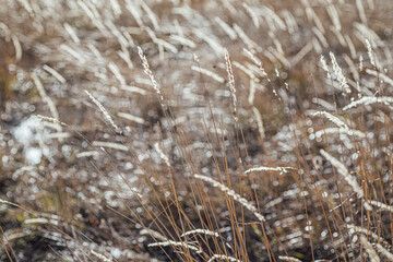 dry grass of an autumn meadow in the wind