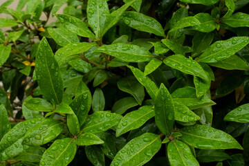 various green plants after rain with large drops of water on their leaves