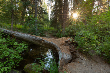 The setting sun shines between the trunks of ponderosa pines and other trees on a log that spans a small stream. 