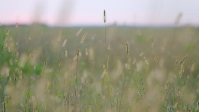 Autumn grasses on meadow in sunset light.