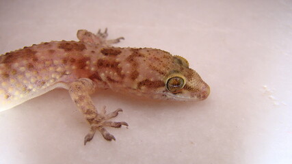 Gecko - close up
Amazing Camouflage Animals, Camouflage lizards
It's also called Mediterranean...