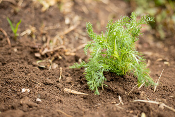 Newly planted chamomile plant - working in the home garden - Agriculture and vegetable growing - newly planted chamomile in organic soil, planting process