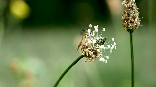 Syrphe sur fleur.