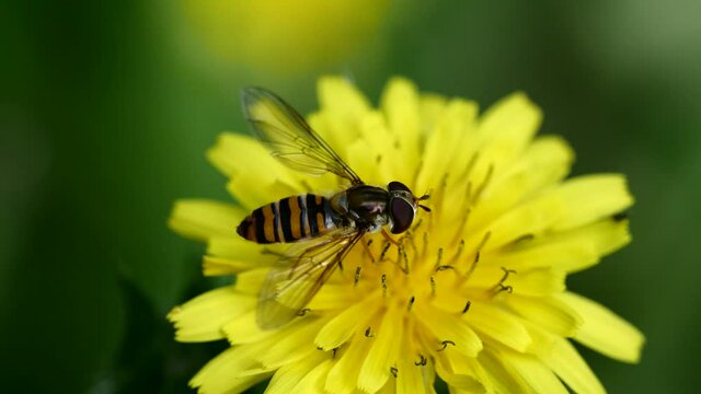 Syrphe sur fleur.