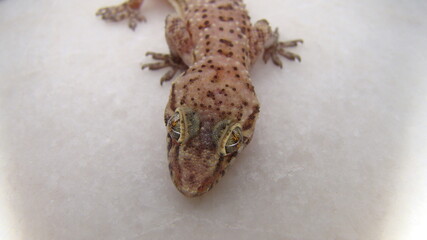 Gecko - close up.
Amazing Camouflage Animals, Camouflage lizards.
It's also called Mediterranean house gecko, akdeniz sakanguru, pacific house gecko, wall gecko, house lizard
reptile, reptiles, animal
