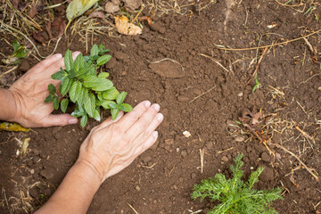 Naklejka na ściany i meble Woman's hands planting peppermint plant -working in the home garden- Woman's hands on the ground around a newly planted plant - Agriculture and vegetable cultivation