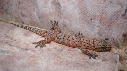 Gecko - close up.
Amazing Camouflage Animals, Camouflage lizards
It's also called Mediterranean house gecko, akdeniz sakanguru, pacific house gecko, wall gecko, house lizard
reptile, reptiles, animal