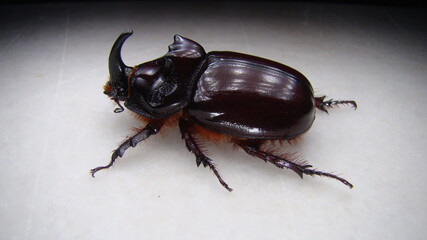 European rhinoceros beetle, Rhino beetle, male of which has a curved horn extending from the head, Rhinoceros beetles have become popular pets.
Beetle on white background; a very large beetle.
insect.