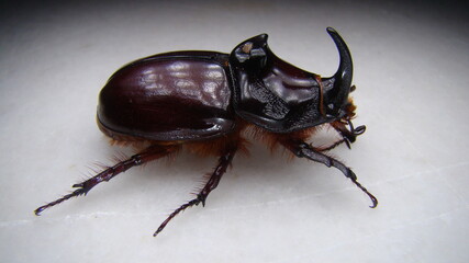 European rhinoceros beetle, Rhino beetle, male of which has a curved horn extending from the head, Rhinoceros beetles have become popular pets.
Beetle on white background; a very large beetle.
insect.