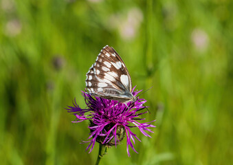 Macro shot of a Melanargia galathea butterfly on a Centaurea scabiosa flower in a wildflower meadow