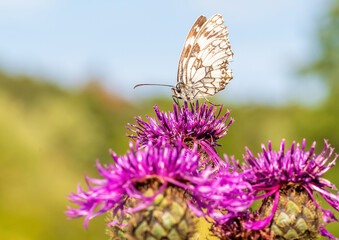 Macro shot of a Melanargia galathea butterfly on a Centaurea scabiosa flower in a wildflower meadow