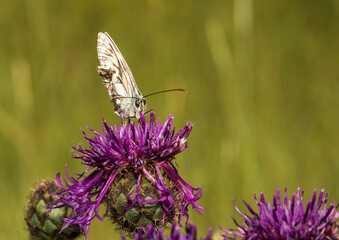 Macro shot of a Melanargia galathea butterfly on a Centaurea scabiosa flower in a wildflower meadow