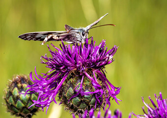 Macro shot of a Melanargia galathea butterfly on a Centaurea scabiosa flower in a wildflower meadow