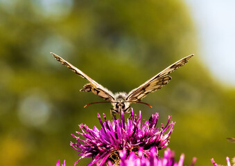Macro shot of a Melanargia galathea butterfly on a Centaurea scabiosa flower in a wildflower meadow