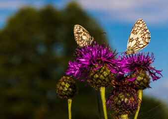 Macro shot of a Melanargia galathea butterfly on a Centaurea scabiosa flower in a wildflower meadow