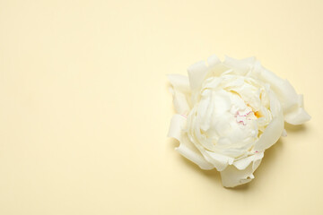 Beautiful white peony on beige background, top view. Space for text