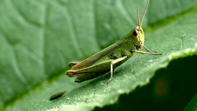 Criquet sur feuille.