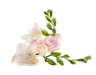 Beautiful tender freesia flower on white background
