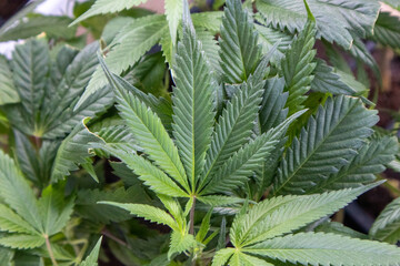 Close up of a Cannabis Leaf on a Marijuana Plant