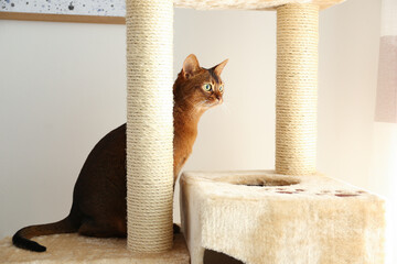 Beautiful Abyssinian cat on pet tree at home. Lovely pet